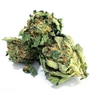 Buy OG Kush Strain online in Budapest