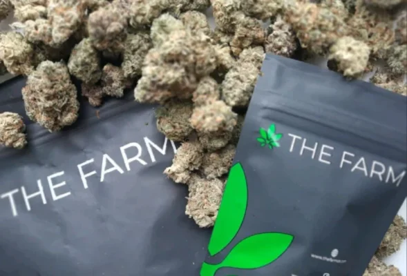 Buy cannabis flowers in Budapest